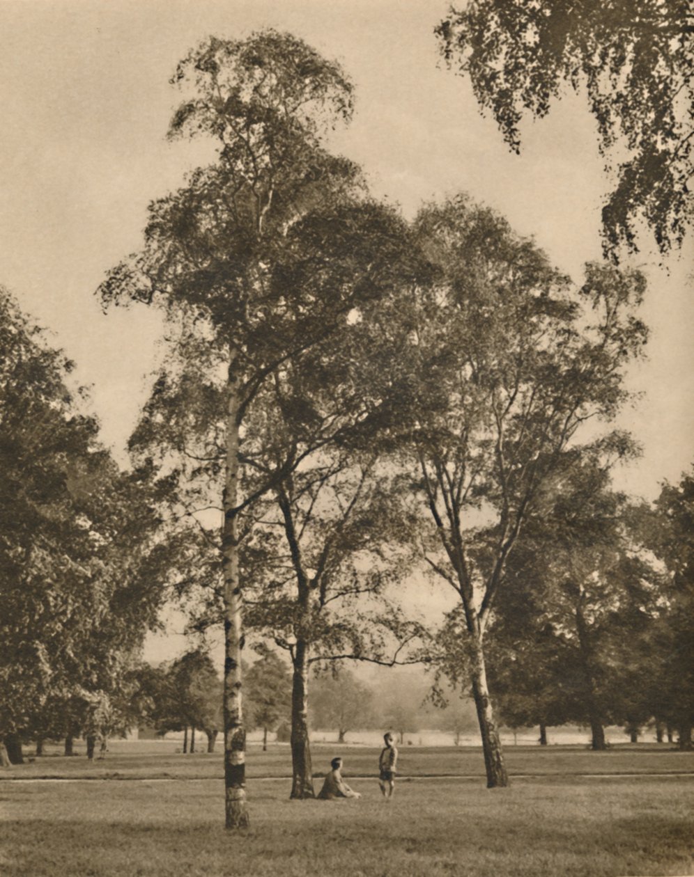 Koronkowa robota liści: letni poranek w Hyde Parku, c1935. autorstwa Donald McLeish