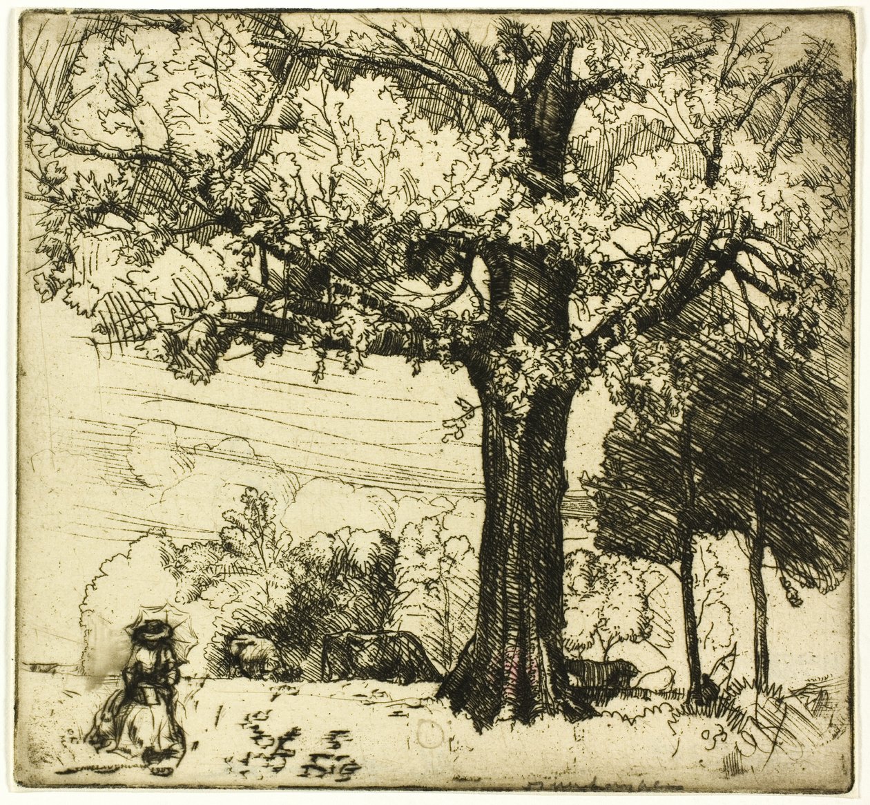 Wielki Dąb autorstwa Donald Shaw MacLaughlan