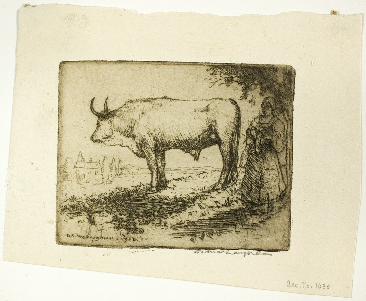 Biały Wół autorstwa Donald Shaw MacLaughlan