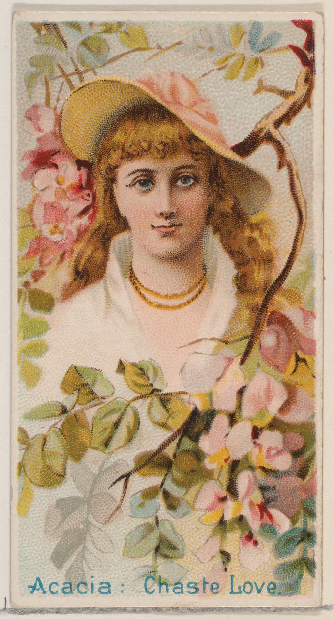 Acacia: Chaste Love, z serii Floral Beauties and Language of Flowers N75 dla Duk..., 1892. autorstwa Donaldson Brothers