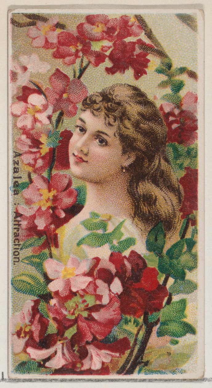 Azalia: Attraction, z serii Floral Beauties and Language of Flowers N75 dla Duke..., 1892. autorstwa Donaldson Brothers
