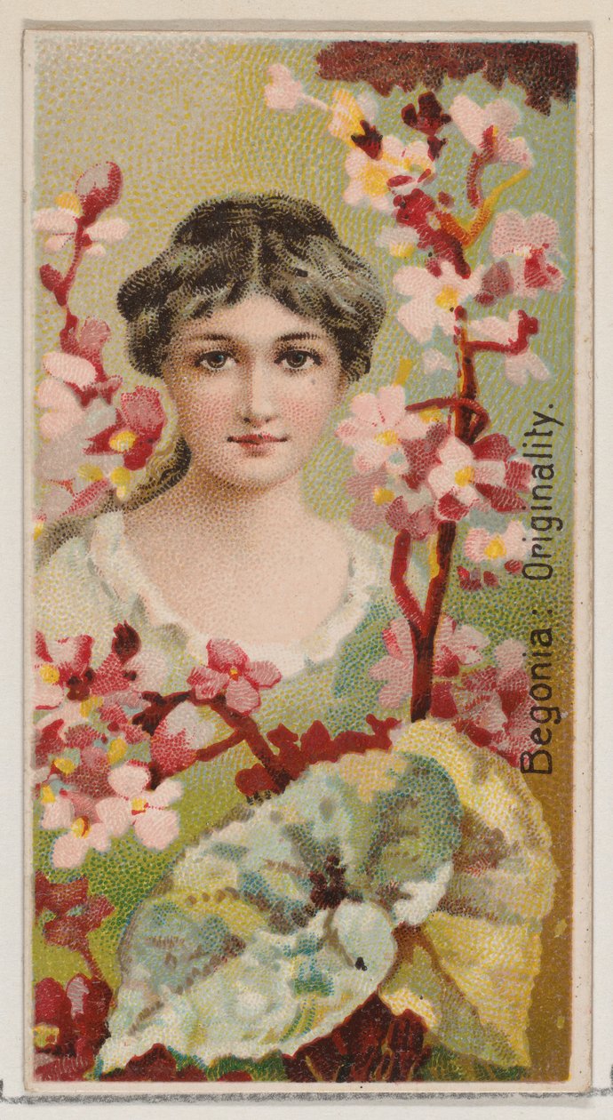 Begonia: Oryginalność, z serii Kwiatowe piękności i język kwiatów N75 dla Du..., 1892. autorstwa Donaldson Brothers
