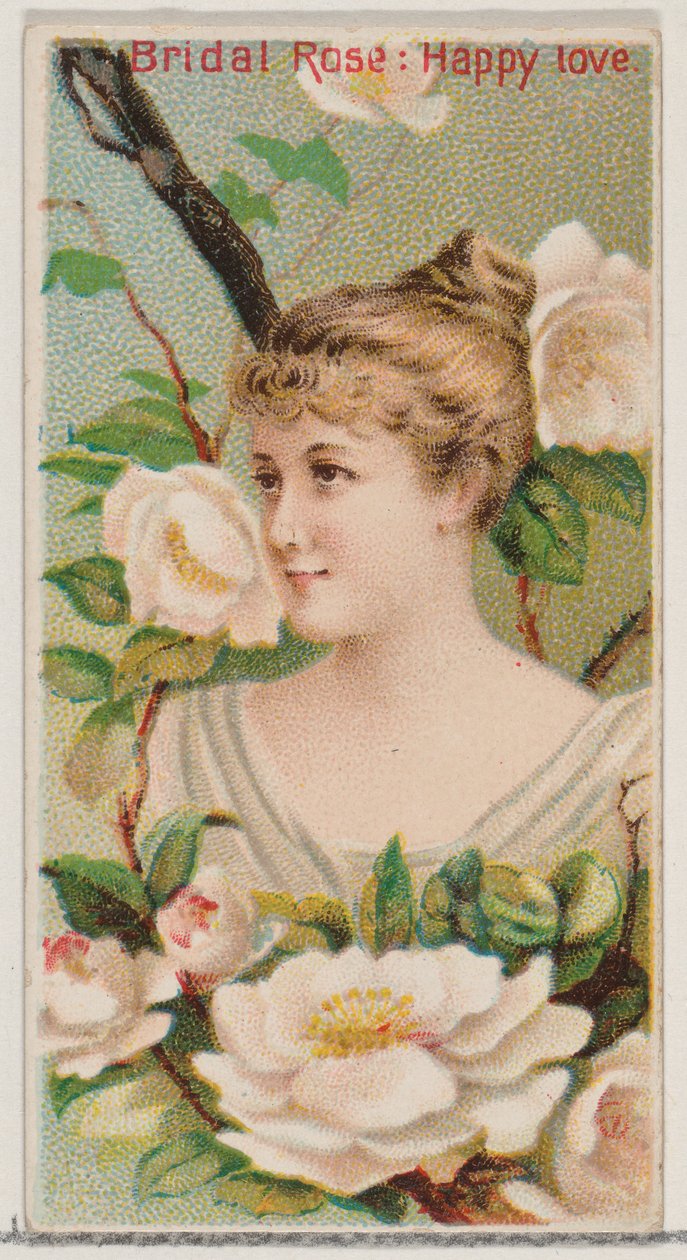 Bridal Rose: Happy Love, z serii Floral Beauties and Language of Flowers N75 for..., 1892. autorstwa Donaldson Brothers
