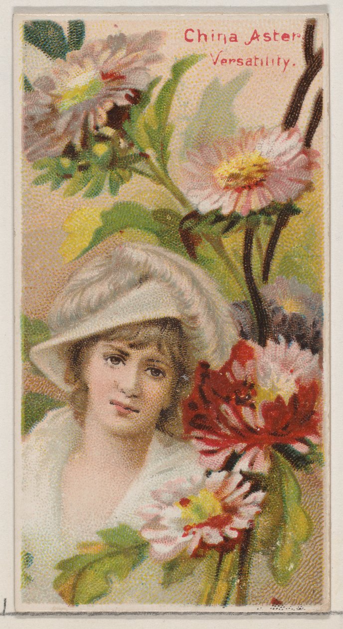 China Aster: Versatility, z serii Floral Beauties and Language of Flowers N75 fo..., 1892. autorstwa Donaldson Brothers