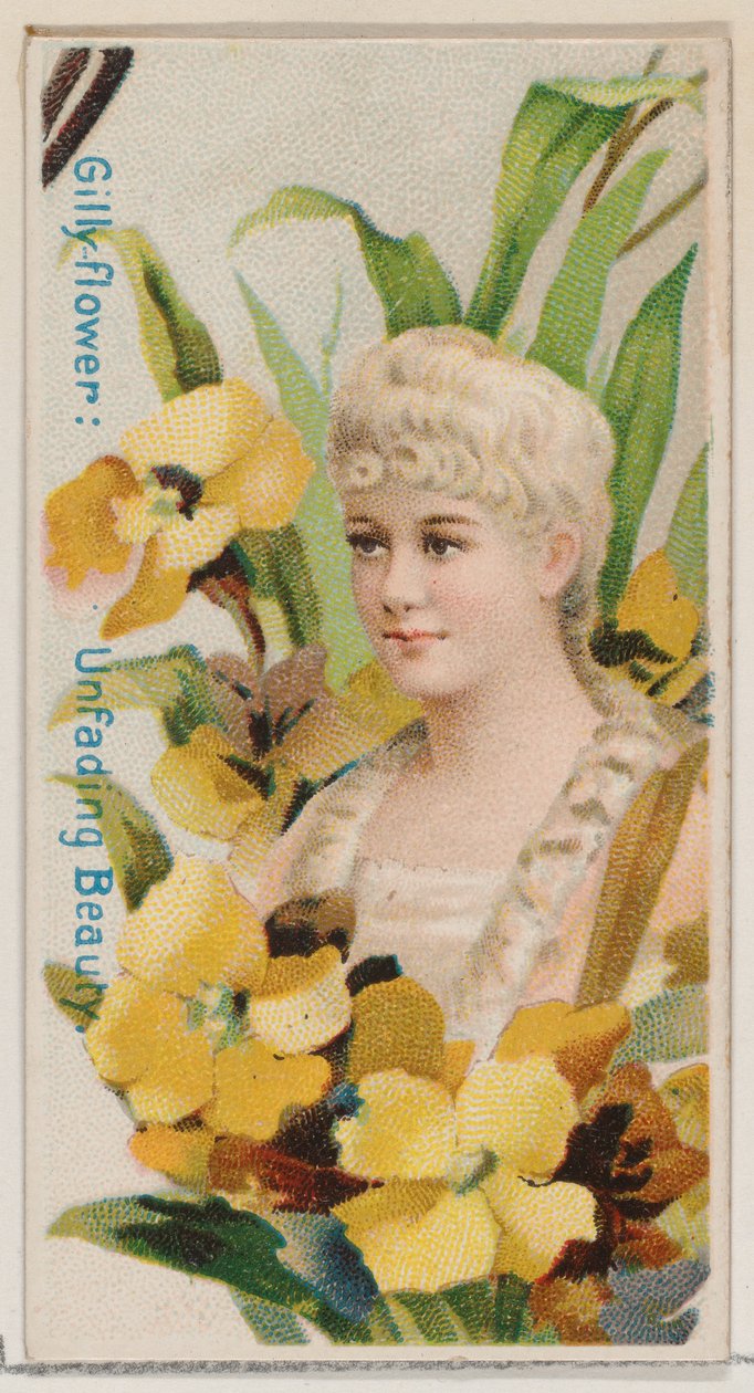 Gilly-flower: Unfading Beauty, z serii Floral Beauties and Language of Flowers N7..., 1892. autorstwa Donaldson Brothers