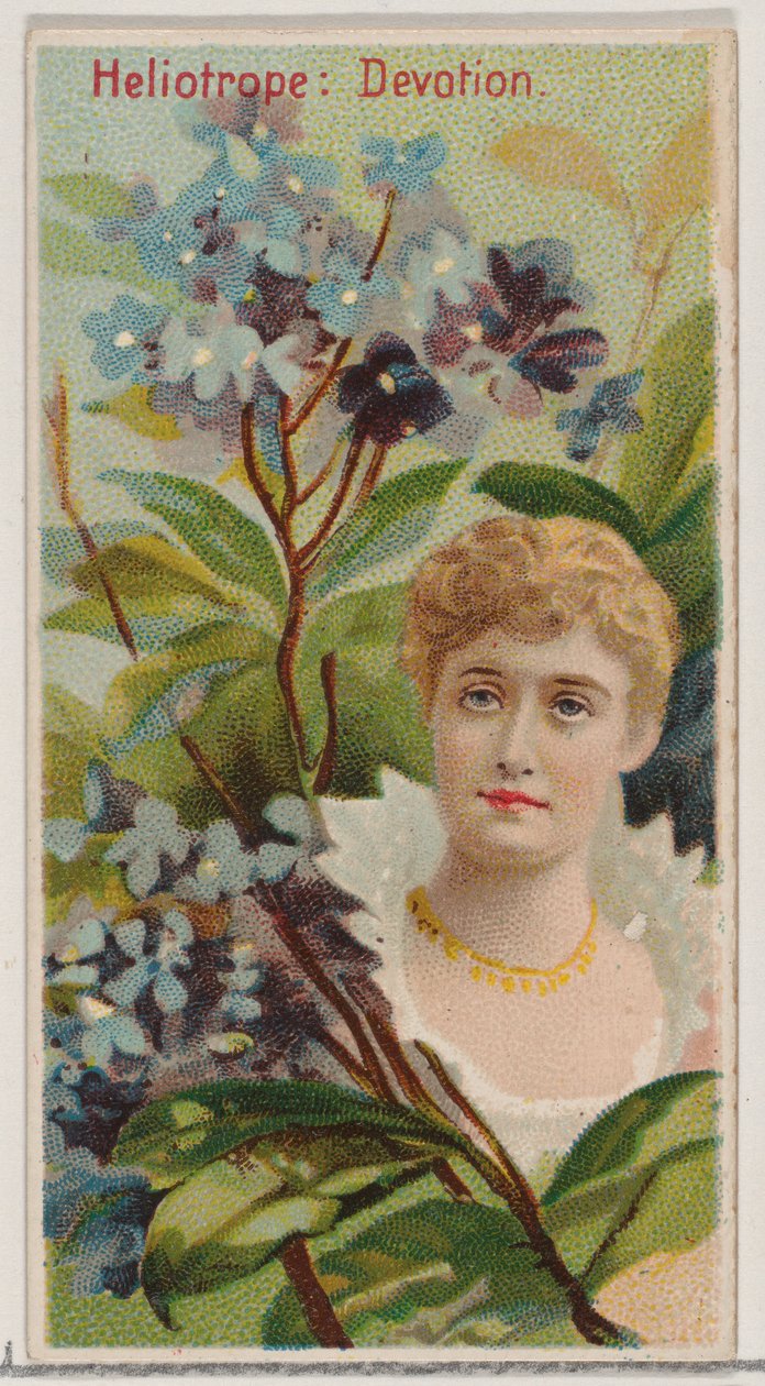 Heliotrop: Devotion, z serii Floral Beauties and Language of Flowers N75 dla Du..., 1892. autorstwa Donaldson Brothers