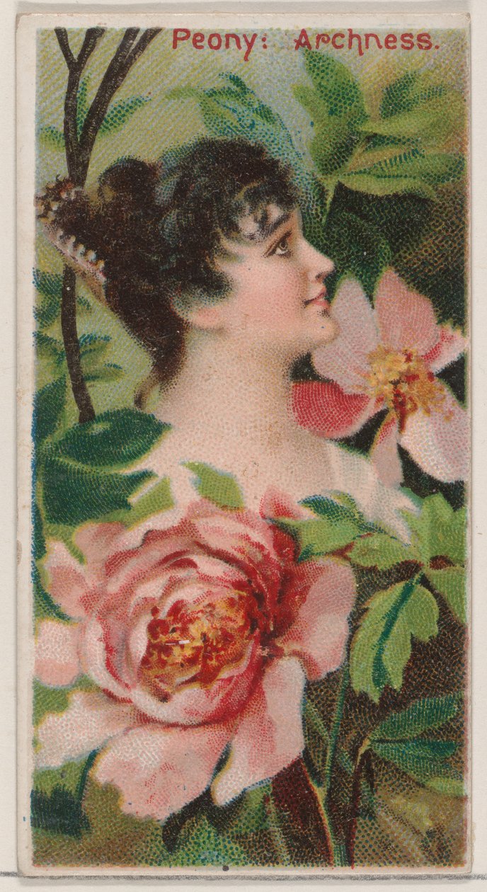 Peony: Archness, z serii Floral Beauties and Language of Flowers N75 dla Duke br..., 1892. autorstwa Donaldson Brothers