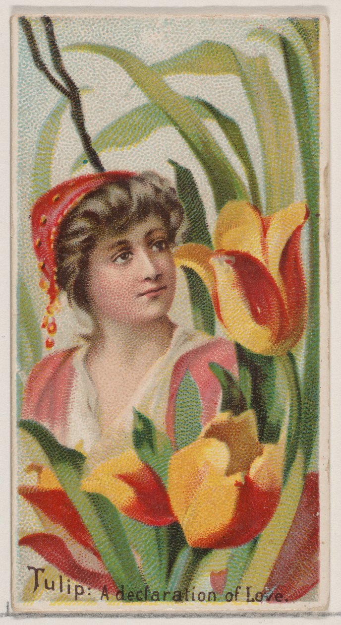 Tulip: Deklaracja miłości, z serii Kwiatowe piękności i język kwiatów N75..., 1892. autorstwa Donaldson Brothers