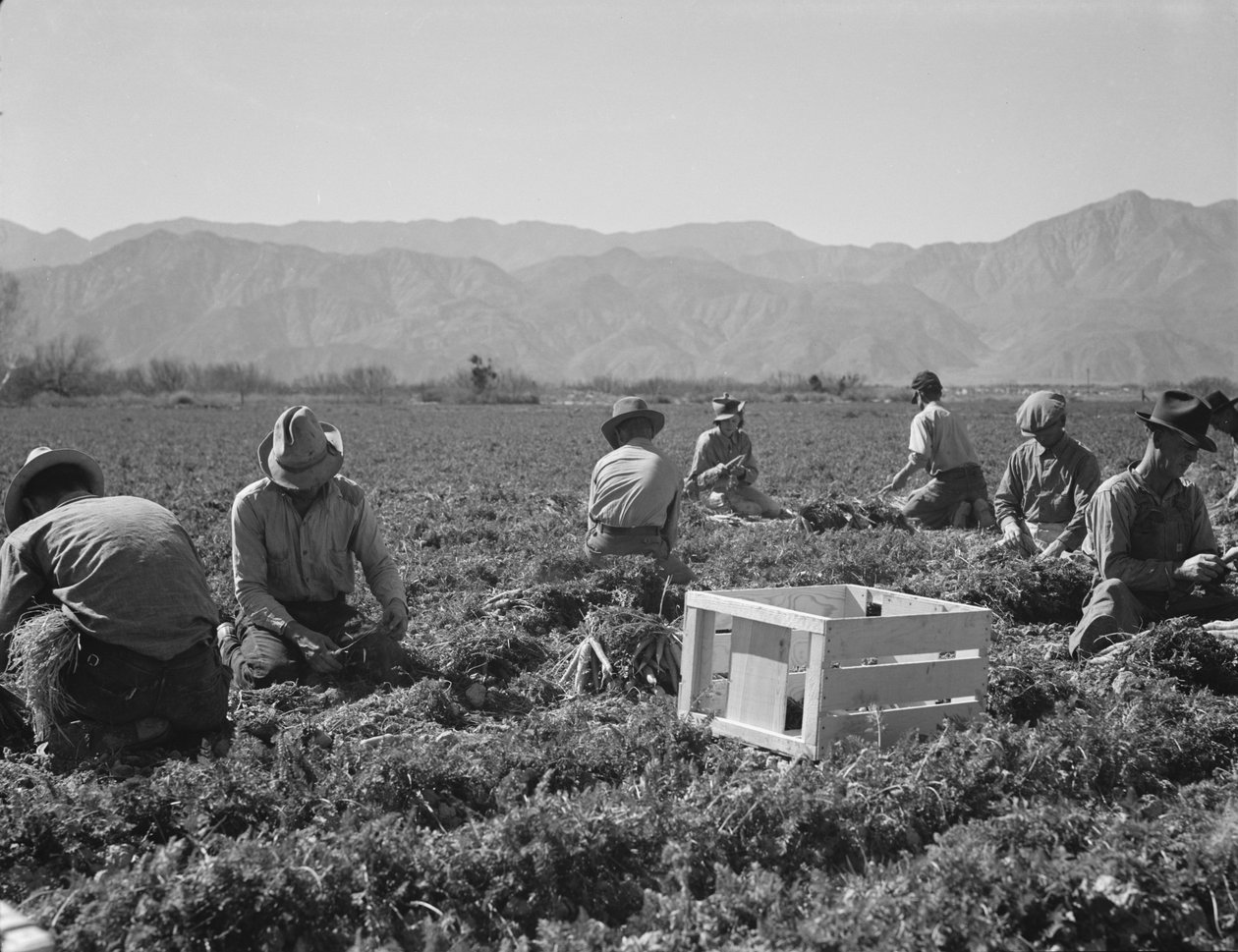 Ściągacze marchewek z Teksasu, Oklahomy, Missouri, Arkansas i Meksyku, Kalifornii autorstwa Dorothea Lange