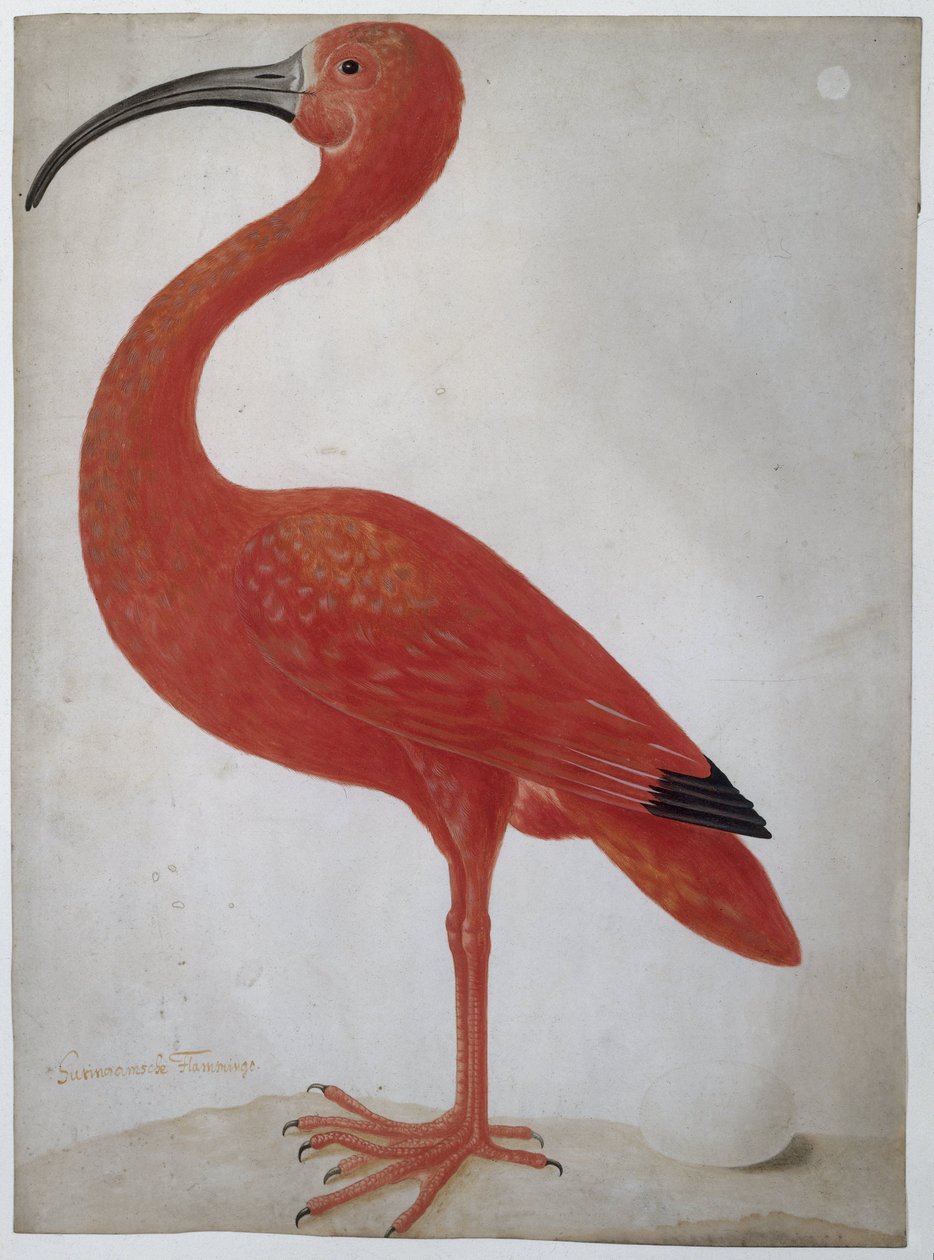 Szkarłatny Ibis z Jajkiem Ibis szkarłatny autorstwa Dorothea Maria Gsell (attributed to)