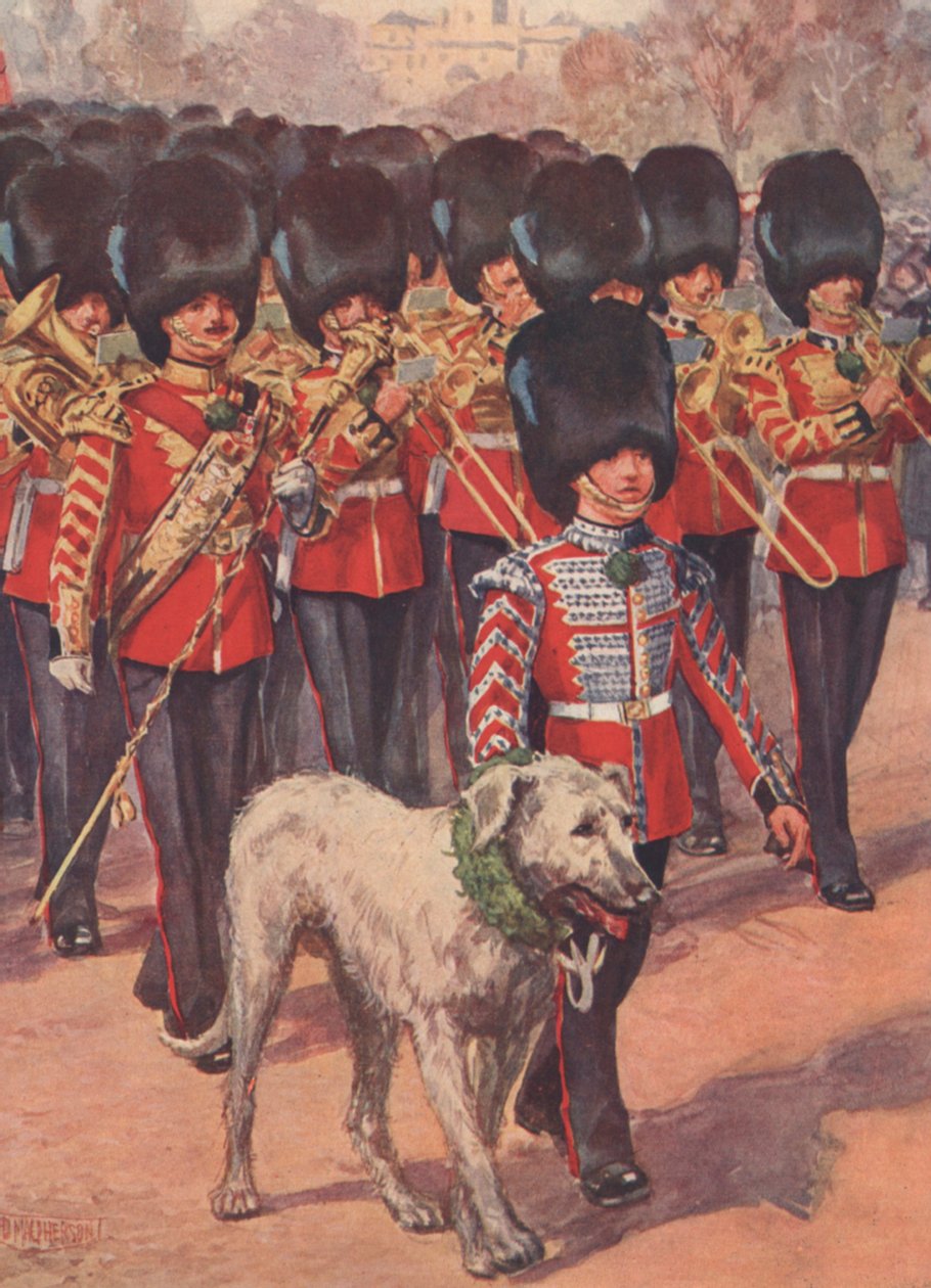 Zespół i maskotka wilczarza Gwardii Irlandzkiej w koniczynie w dzień św. Patryka (kolor litho) autorstwa Douglas (after) Macpherson