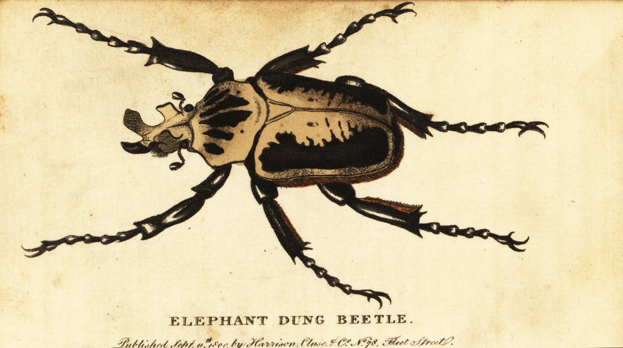 Chrząszcz królewski Goliathus regius., 1800 (rycina) autorstwa Dru Drury