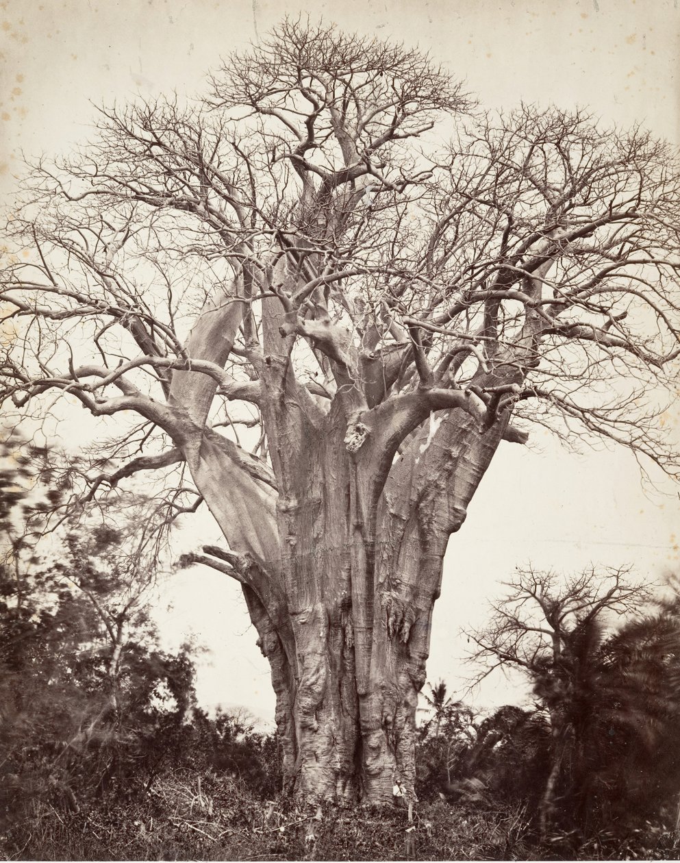Baobab w Moheli, 1863. autorstwa Désiré Charnay