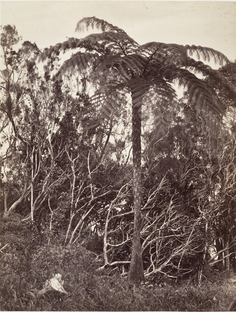 Paproć Drzewna, 1863. autorstwa Désiré Charnay