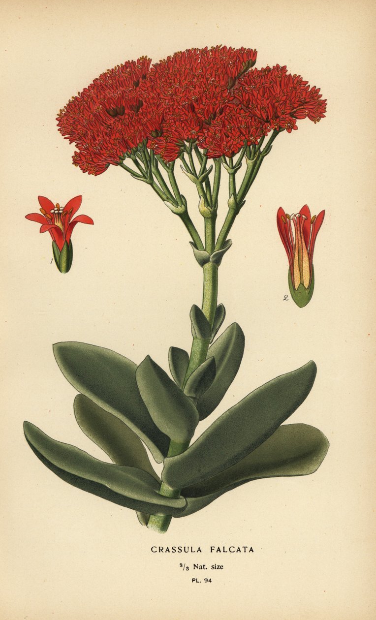 Roślina samolotowa, Crassula perfoliata var. szczęka. autorstwa Désiré Georges Jean Marie Bois