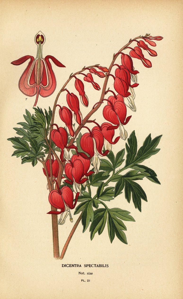 Azjatyckie krwawiące serce, Lamprocapnos spectabilis. autorstwa Désiré Georges Jean Marie Bois
