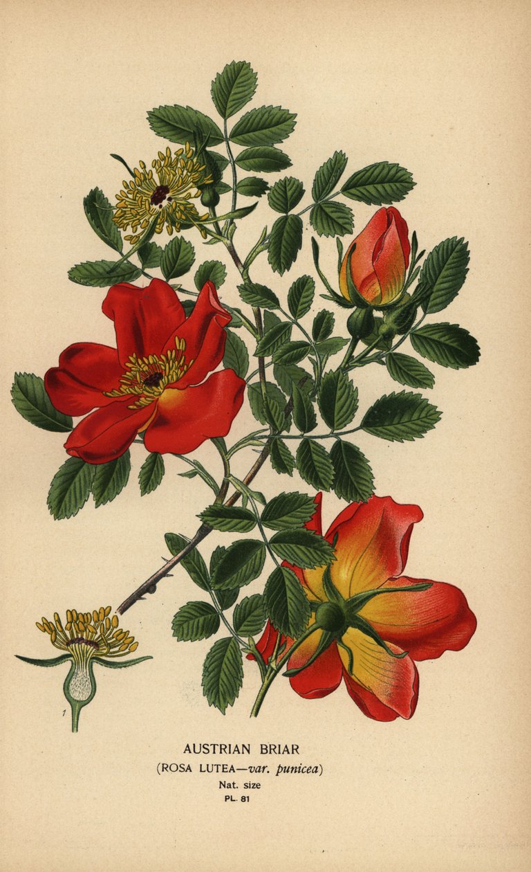 Austriacka róża wrzoścowa, Rosa lutea var. punicea. autorstwa Désiré Georges Jean Marie Bois