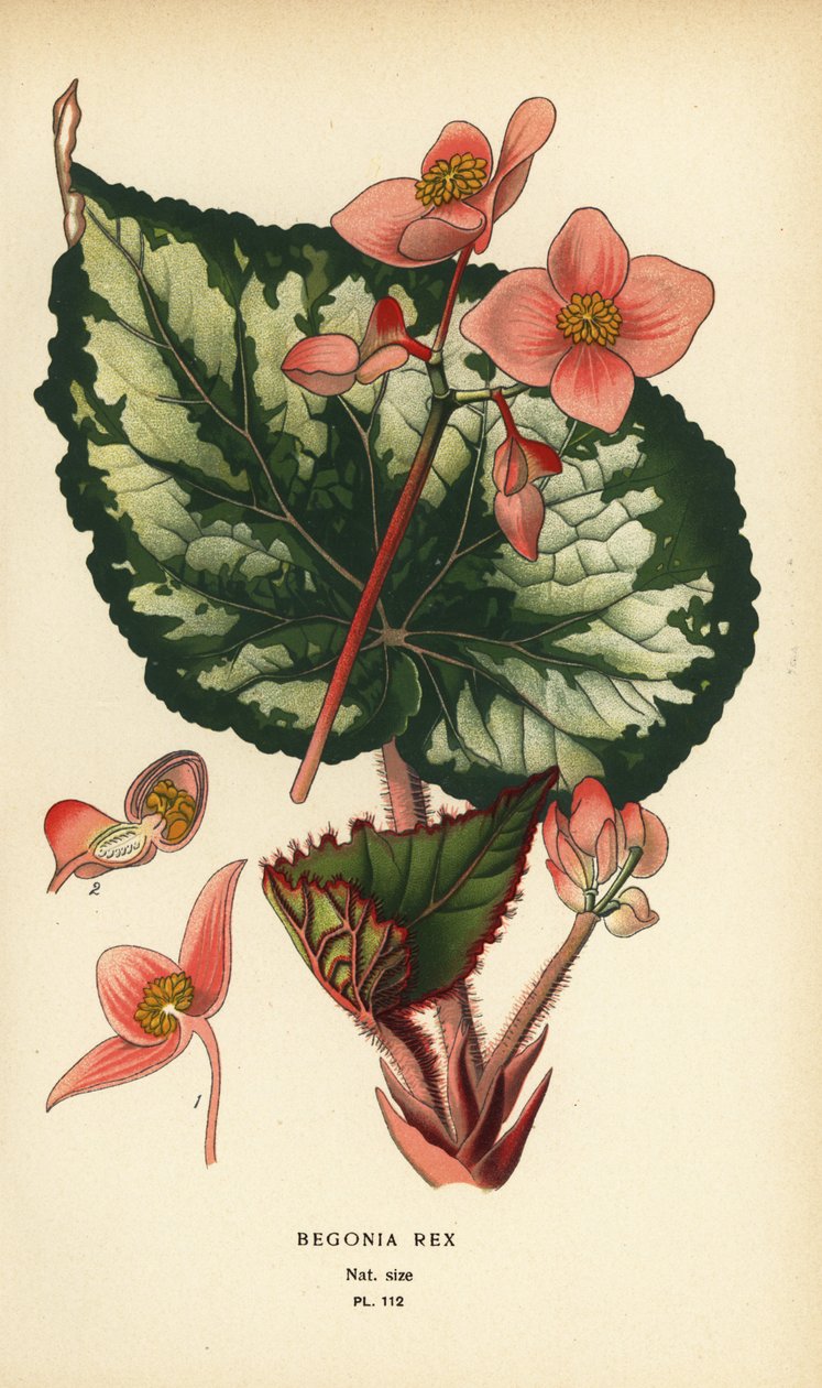 Begonia rex. autorstwa Désiré Georges Jean Marie Bois