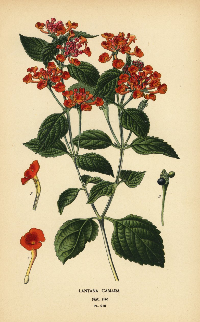 Duża szałwia, ghaneri lub malina, Lantana camara. Chromolithograph z ilustracji Desire Bois z filmu Ulubione kwiaty ogrodu i szklarni Edwarda Stepa, Frederick Warne, Londyn autorstwa Désiré Georges Jean Marie Bois