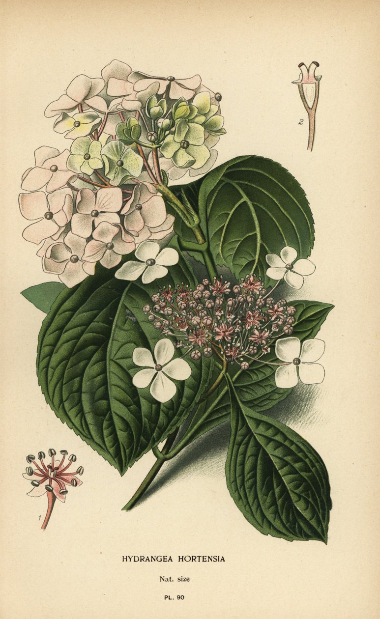 Hortensja wielkokwiatowa, Hortensja macrophylla. autorstwa Désiré Georges Jean Marie Bois