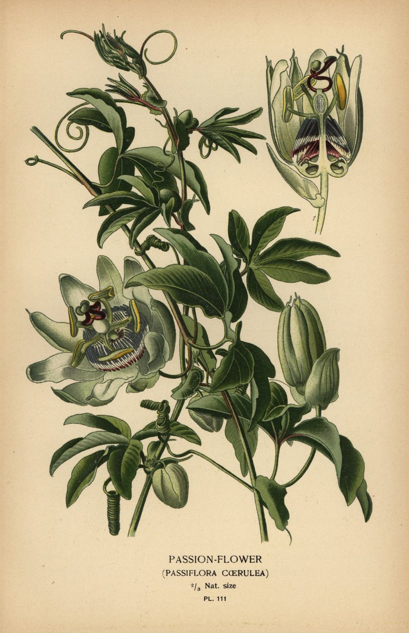 Passiflora caerulea niebieska. autorstwa Désiré Georges Jean Marie Bois