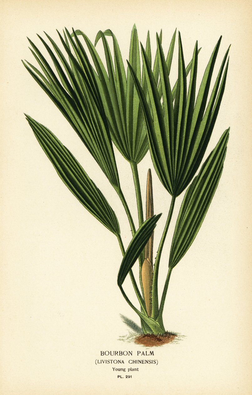Palma Burbonowa lub chińska palma wachlarzowa, Livistona chinensis. Chromolithograph z ilustracji Desire Bois z filmu Ulubione kwiaty ogrodu i szklarni Edwarda Stepa, Frederick Warne, Londyn autorstwa Désiré Georges Jean Marie Bois