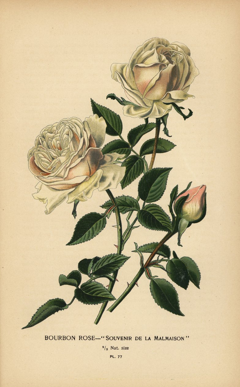 Róża Burbonów, Pamiątka z Malmaison. autorstwa Désiré Georges Jean Marie Bois