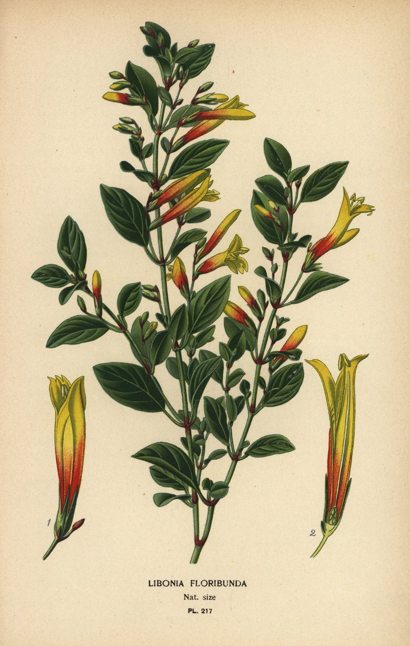 Brazylijska fuksja, Justicia floribunda (Libonia floribunda). Chromolithograph z ilustracji Desire Bois z filmu Ulubione kwiaty ogrodu i szklarni Edwarda Stepa, Frederick Warne, Londyn autorstwa Désiré Georges Jean Marie Bois