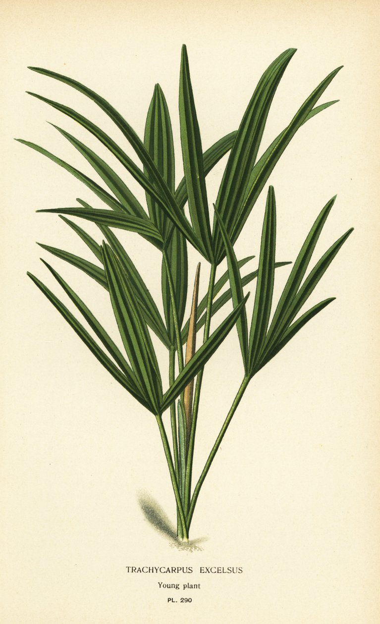 Rhapis excelsa (Trachycarpus excelsus). Chromolithograph z ilustracji Desire Bois z filmu Ulubione kwiaty ogrodu i szklarni Edwarda Stepa, Frederick Warne, Londyn autorstwa Désiré Georges Jean Marie Bois
