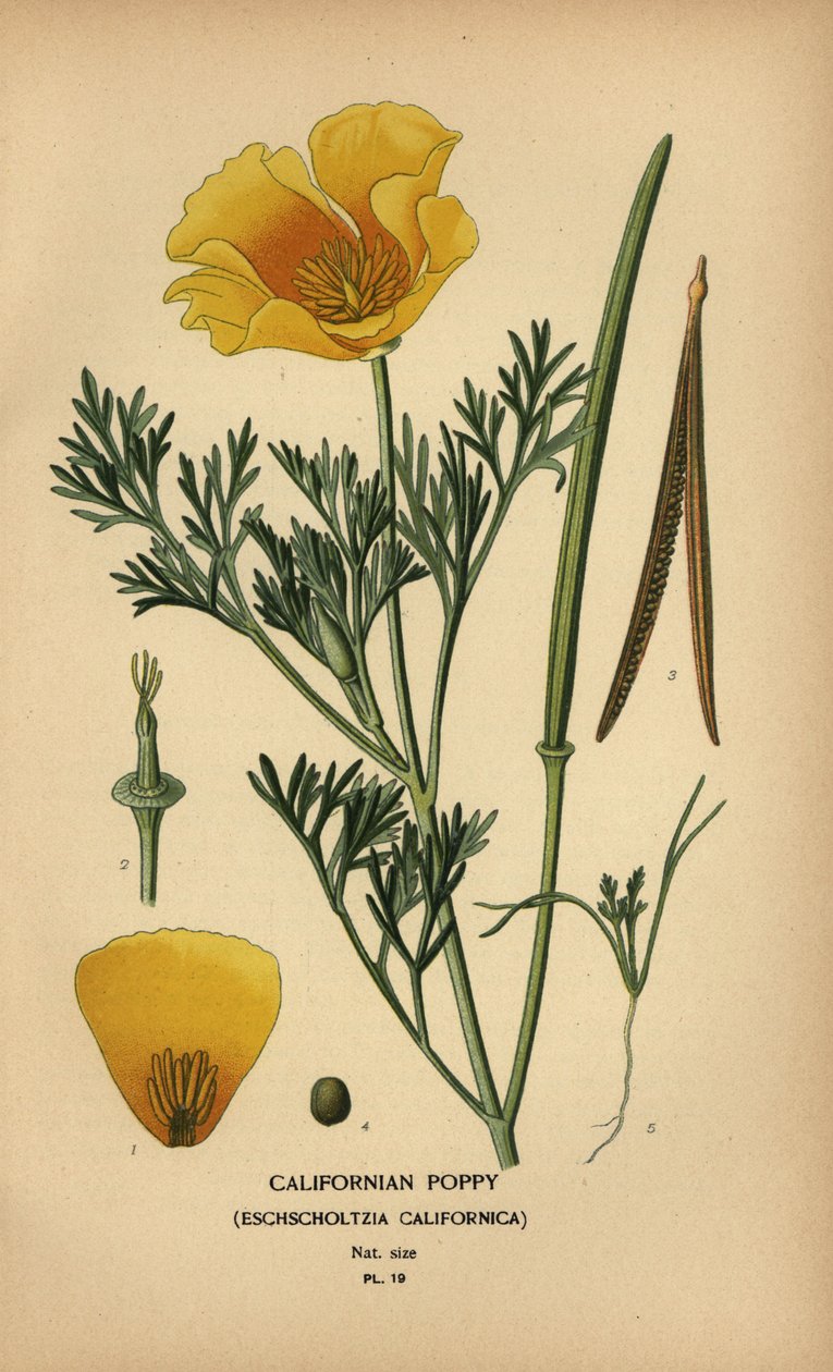 Mak kalifornijski, Eschscholzia californica autorstwa Désiré Georges Jean Marie Bois