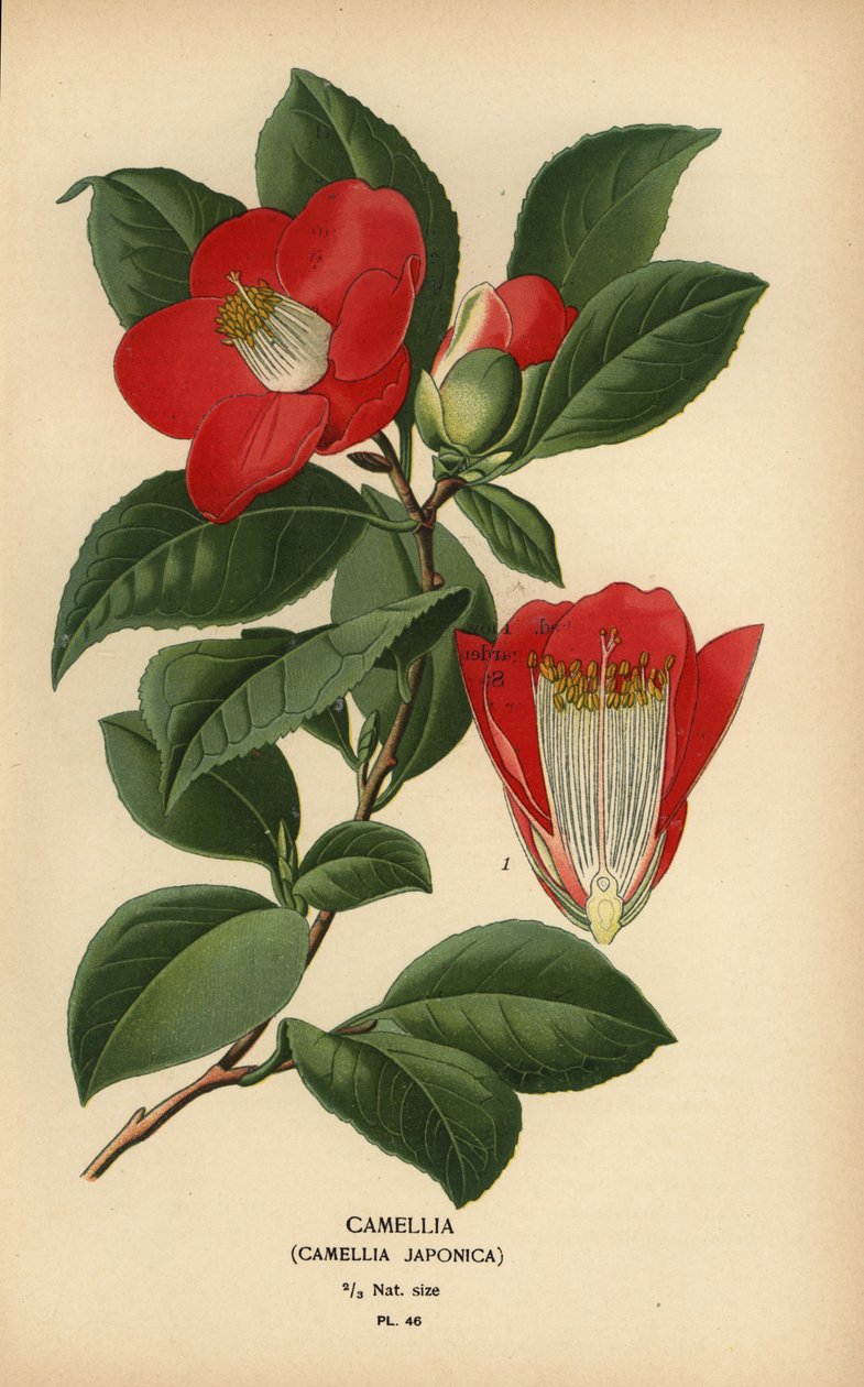Camellia, Camellia japonica. autorstwa Désiré Georges Jean Marie Bois