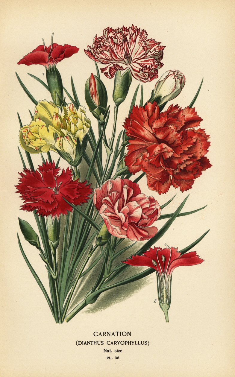 Goździk, Dianthus caryophyllus. autorstwa Désiré Georges Jean Marie Bois
