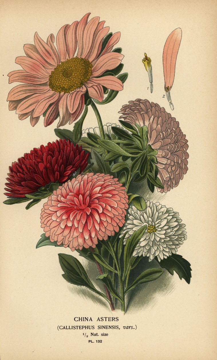 Odmiany astry chińskie, Callistephus x sinensis. autorstwa Désiré Georges Jean Marie Bois
