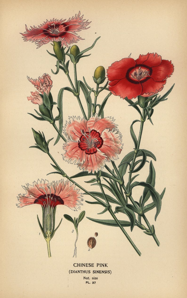 Chiński różowy, Dianthus chinensis. autorstwa Désiré Georges Jean Marie Bois