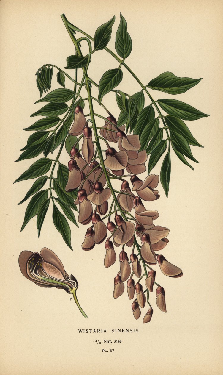 Wisteria chińska, Wisteria sinensis. autorstwa Désiré Georges Jean Marie Bois