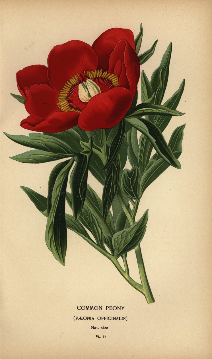 Piwonia zwyczajna, Paeonia officinalis. autorstwa Désiré Georges Jean Marie Bois