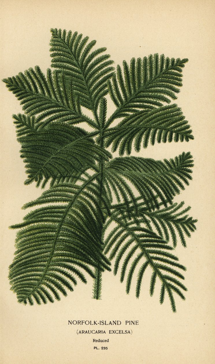 Sosna kucharska, Araucaria columnaris. (sosna norfolk, Araucaria excelsa). Chromolithograph z ilustracji Desire Bois z filmu Ulubione kwiaty ogrodu i szklarni Edwarda Stepa, Frederick Warne, Londyn autorstwa Désiré Georges Jean Marie Bois