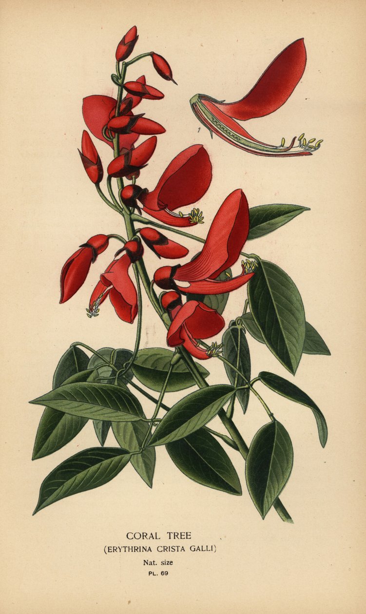Drzewo koralowe, Erythrina crista-galli. autorstwa Désiré Georges Jean Marie Bois