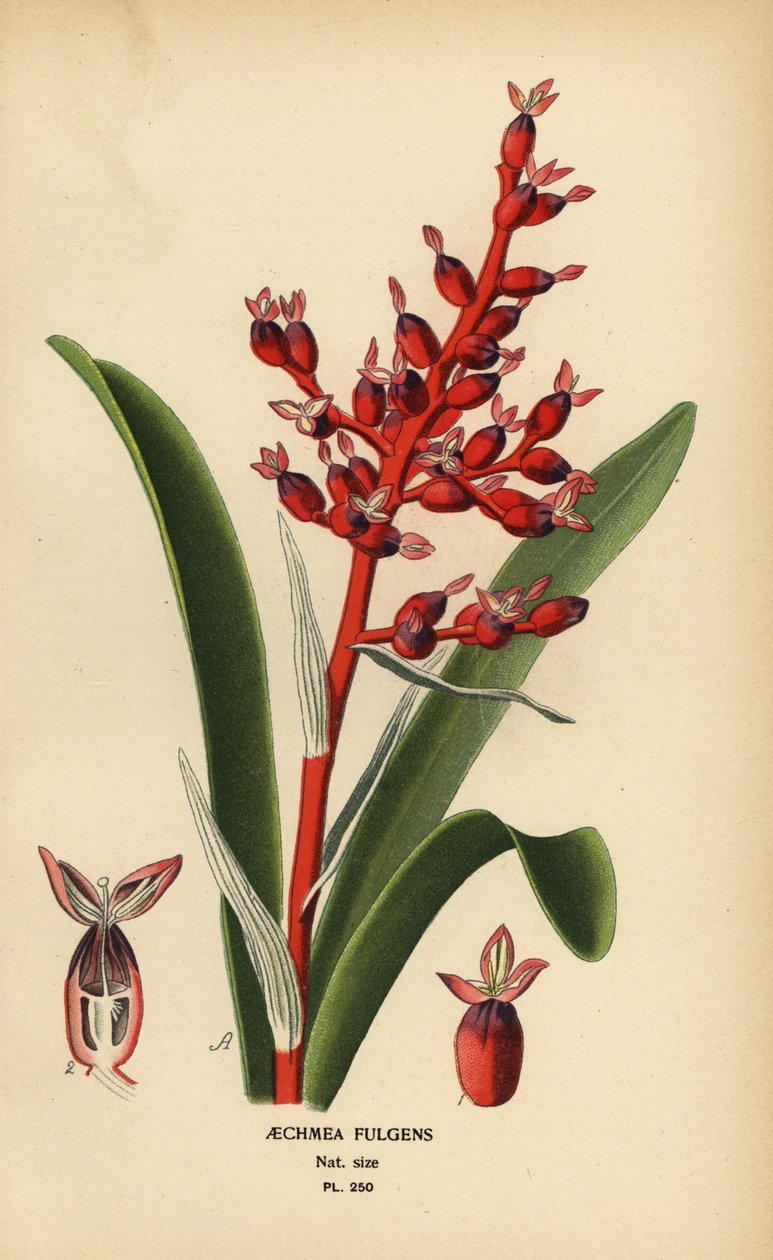 Koralowiec, Aechmea fulgens. Chromolithograph z ilustracji Desire Bois z filmu Ulubione kwiaty ogrodu i szklarni Edwarda Stepa, Frederick Warne, Londyn autorstwa Désiré Georges Jean Marie Bois