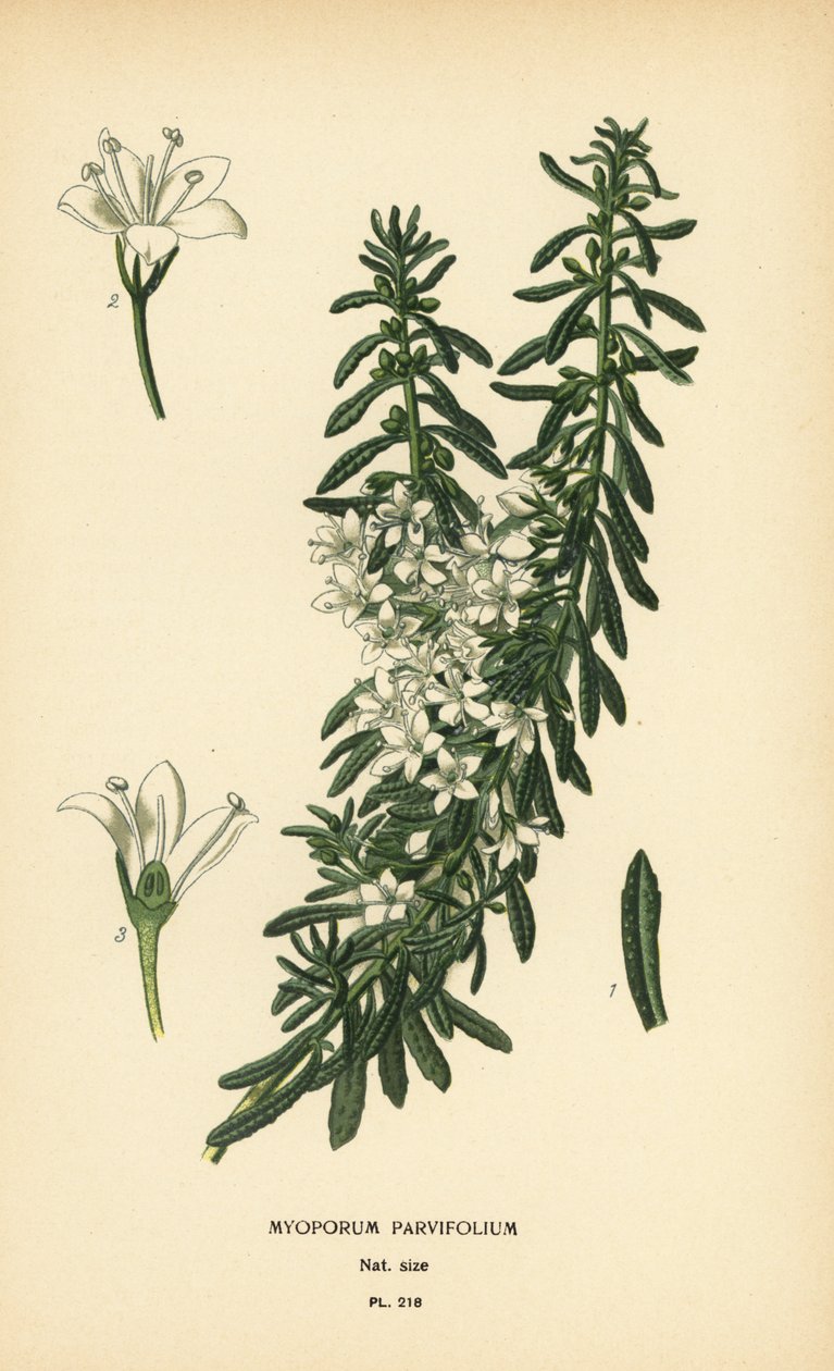Pełzająca boobialla, Myoporum parvifolium. Chromolithograph z ilustracji Desire Bois z filmu Ulubione kwiaty ogrodu i szklarni Edwarda Stepa, Frederick Warne, Londyn autorstwa Désiré Georges Jean Marie Bois