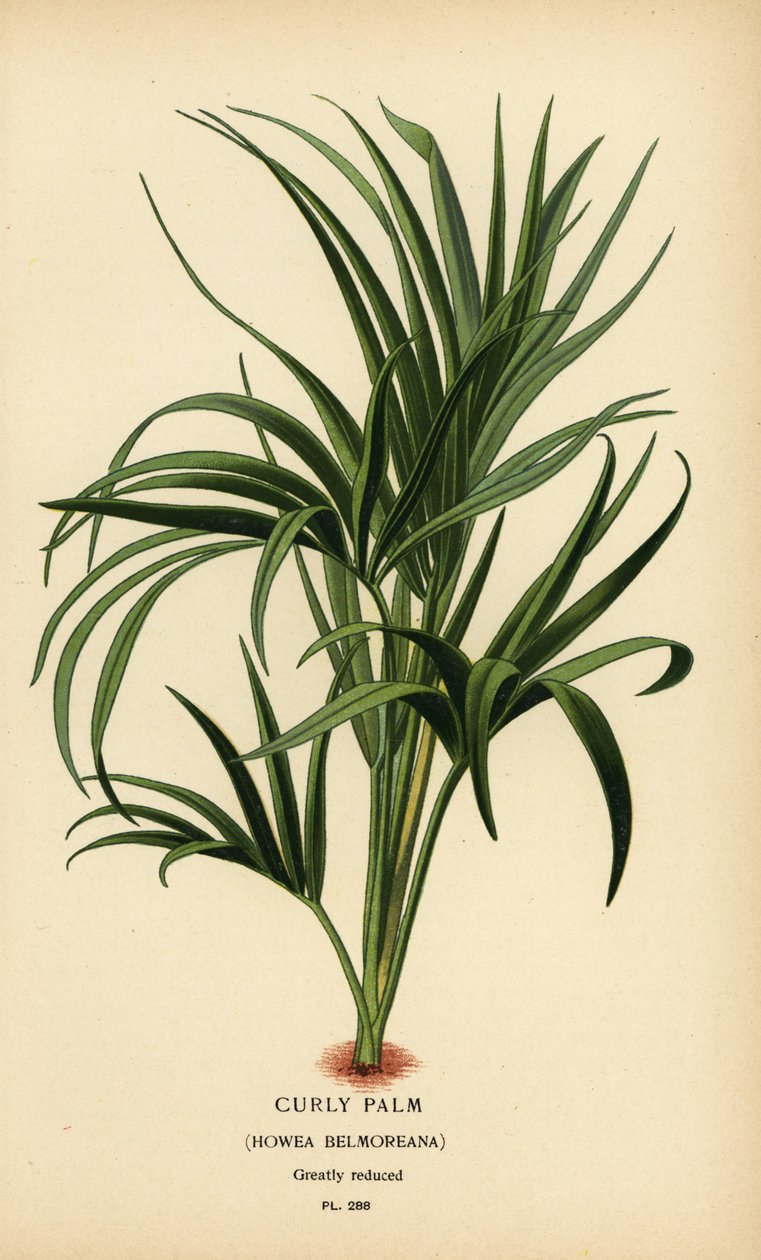Palma kędzierzawa, Howea belmoreana. Wrażliwy. Chromolithograph z ilustracji Desire Bois z filmu Ulubione kwiaty ogrodu i szklarni Edwarda Stepa, Frederick Warne, Londyn autorstwa Désiré Georges Jean Marie Bois