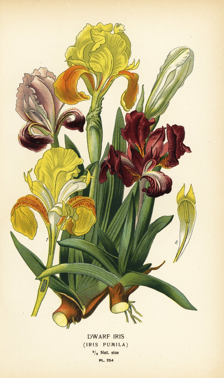 Irys karłowaty, Iris pumila. Chromolithograph z ilustracji Desire Bois z filmu Ulubione kwiaty ogrodu i szklarni Edwarda Stepa, Frederick Warne, Londyn autorstwa Désiré Georges Jean Marie Bois