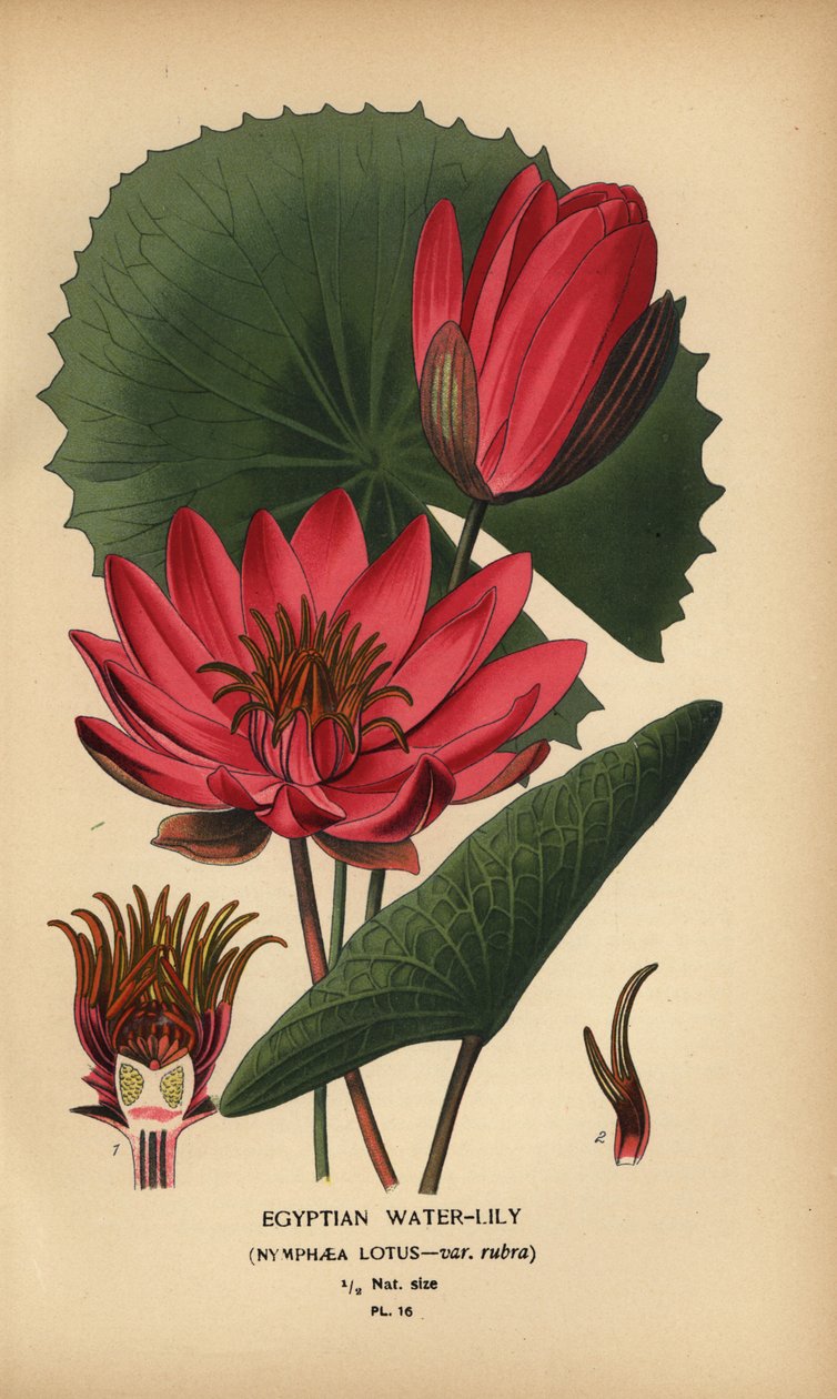Egipska lilia wodna, lotos Nymphaea. autorstwa Désiré Georges Jean Marie Bois