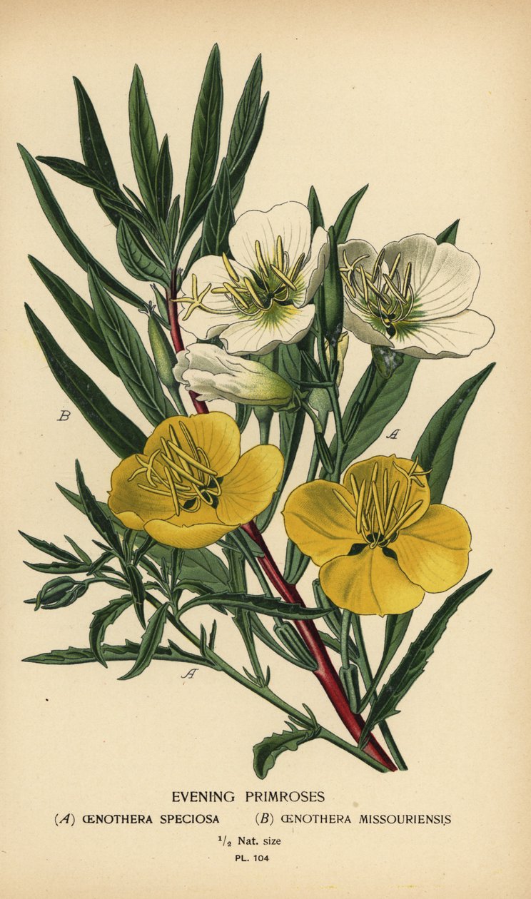 Wiesiołki. autorstwa Désiré Georges Jean Marie Bois