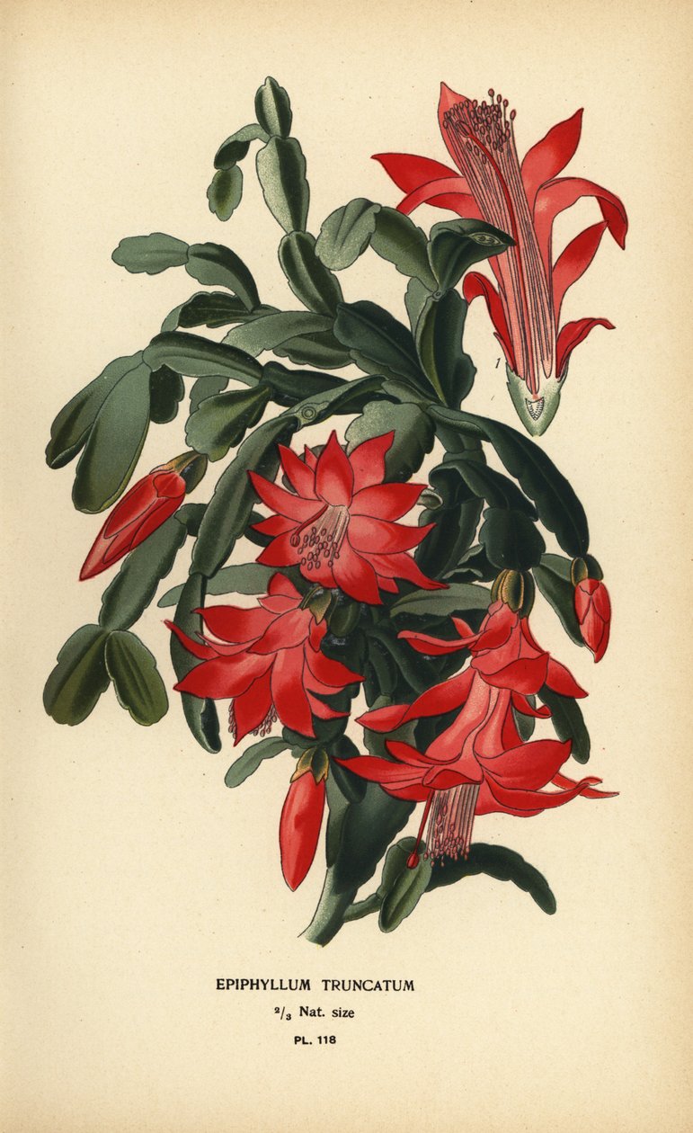 Fałszywy kaktus bożonarodzeniowy, Schlumbergera truncata. autorstwa Désiré Georges Jean Marie Bois