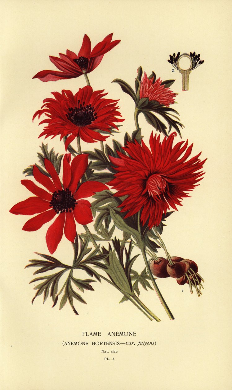 Zawilec ognisty, Anemone hortensis. autorstwa Désiré Georges Jean Marie Bois