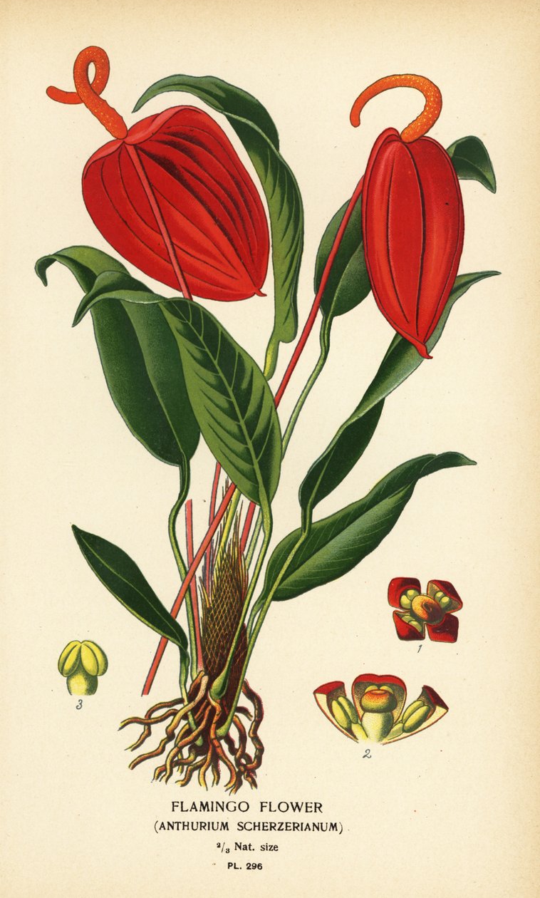 Kwiat flaminga, Anthurium scherzerianum. Chromolithograph z ilustracji Desire Bois z filmu Ulubione kwiaty ogrodu i szklarni Edwarda Stepa, Frederick Warne, Londyn autorstwa Désiré Georges Jean Marie Bois
