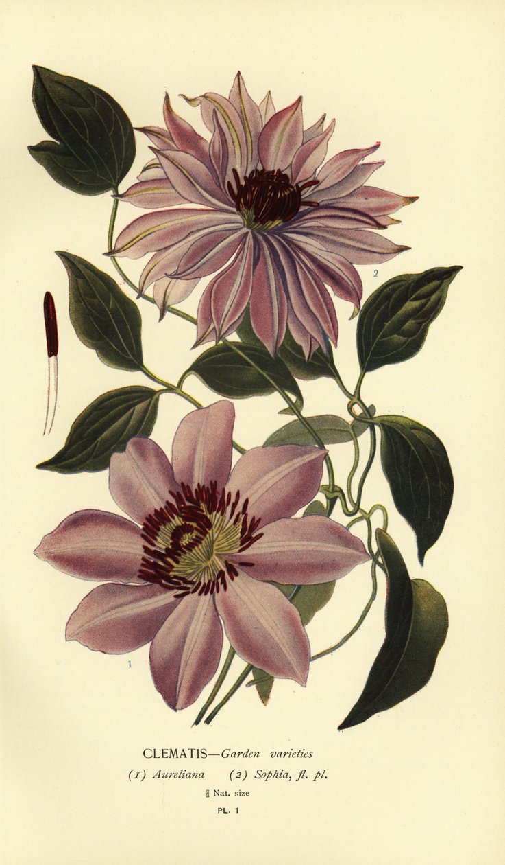 Odmiany ogrodowe powojników. autorstwa Désiré Georges Jean Marie Bois