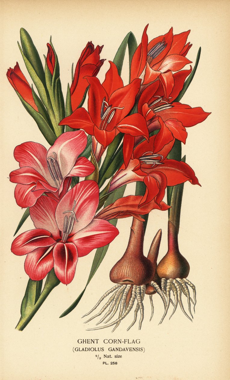 Gandawa kukurydziana, Gladiolus x gandavensis. Chromolithograph z ilustracji Desire Bois z filmu Ulubione kwiaty ogrodu i szklarni Edwarda Stepa, Frederick Warne, Londyn autorstwa Désiré Georges Jean Marie Bois