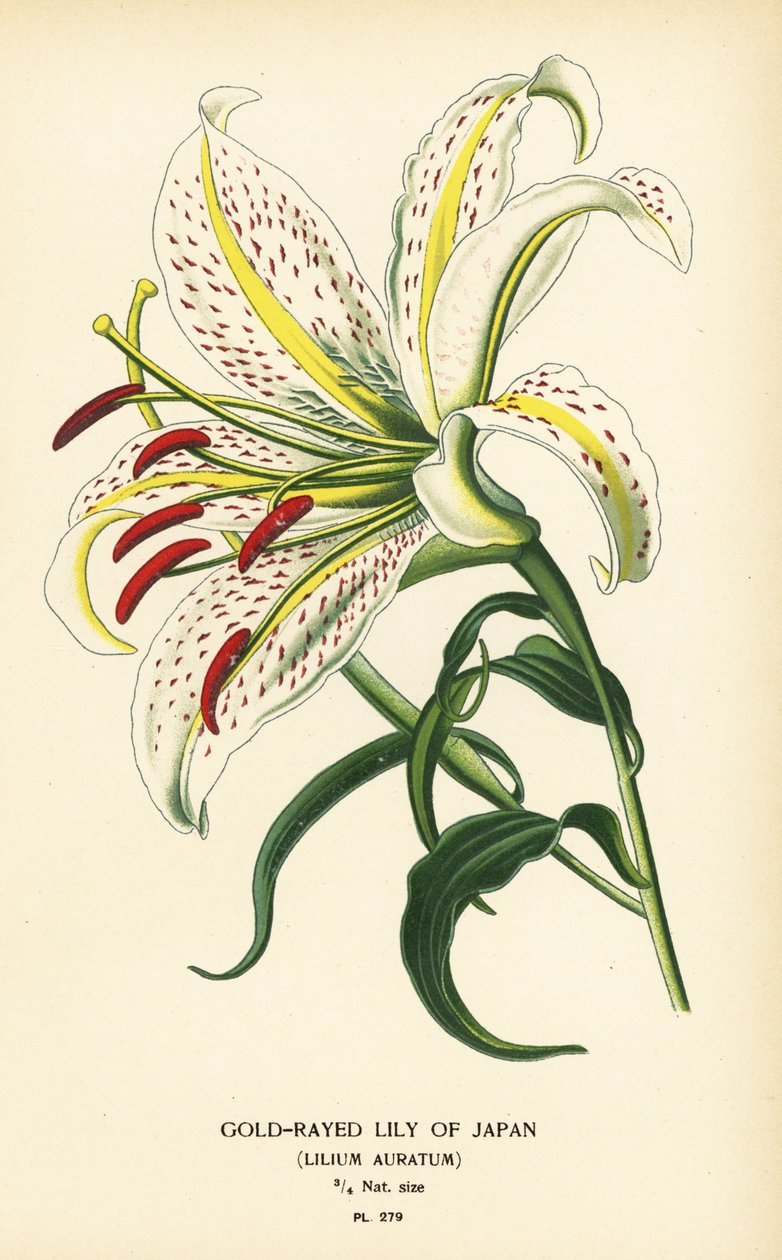Lilia japońska lub yamayuri, Lilium auratum. Chromolithograph z ilustracji Desire Bois z filmu Ulubione kwiaty ogrodu i szklarni Edwarda Stepa, Frederick Warne, Londyn autorstwa Désiré Georges Jean Marie Bois